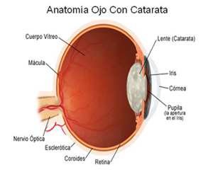 anatomioaojoconcatarata